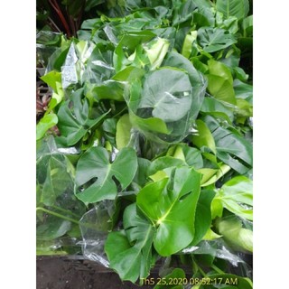 Trầu Bà Lá Xẻ loại lớn ( cây thật )