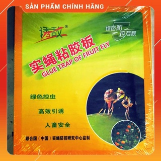 Bẫy ruồi vàng, ruồi đục trái dạng miếng-Nguyễn Trí