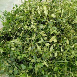 Chè vằng sẻ