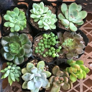 Sen đá 10 cây size 6cm khác loại