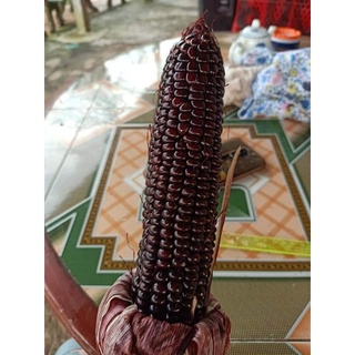 10 HẠT GIỐNG BẮP TÍM( BẮP NỮ HOÀNG)