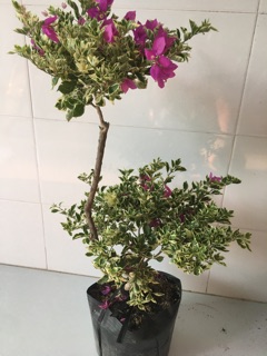 Cây giấy Cẩm thạch Mỹ cây to