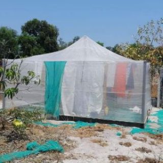 Lồng nuôi cào cào 5x4x2