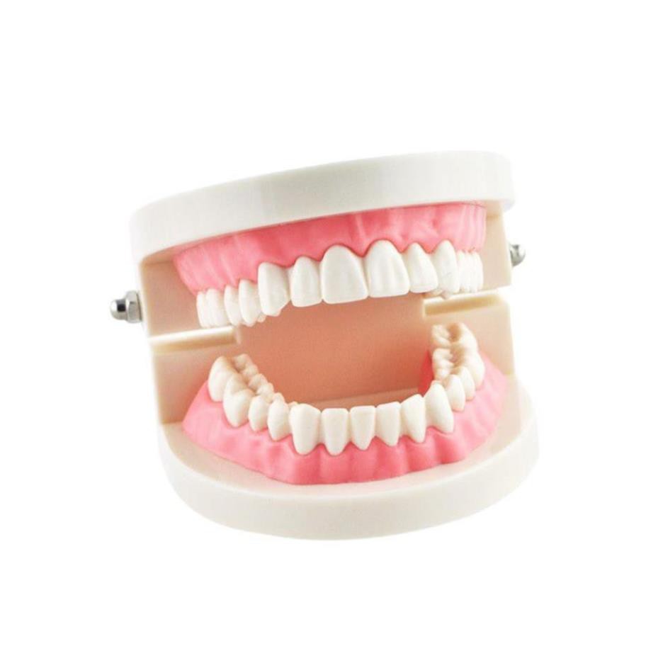 [HÀNG ĐẸP] Mô hình hàm răng giả dùng dạy trẻ về hàm răng, cách đánh răng