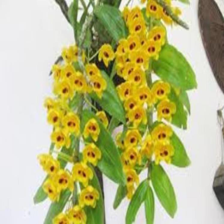 1 bó phong lan phi điệp vàng rừng tây Bắc hàng hoa đẹp loài lan đẹp rực rỡ , cây đẹp, giống chuẩn