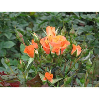 Hạt giống Hoa Hồng tỷ muội mix nhiều màu