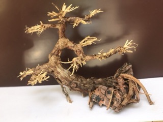 Lũa Bonsai thả bể cá thuỷ sinh C25xD30