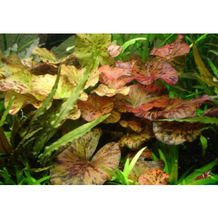 Cây thủy sinh súng xác pháo_súng tiger - súng đỏ dễ trồng