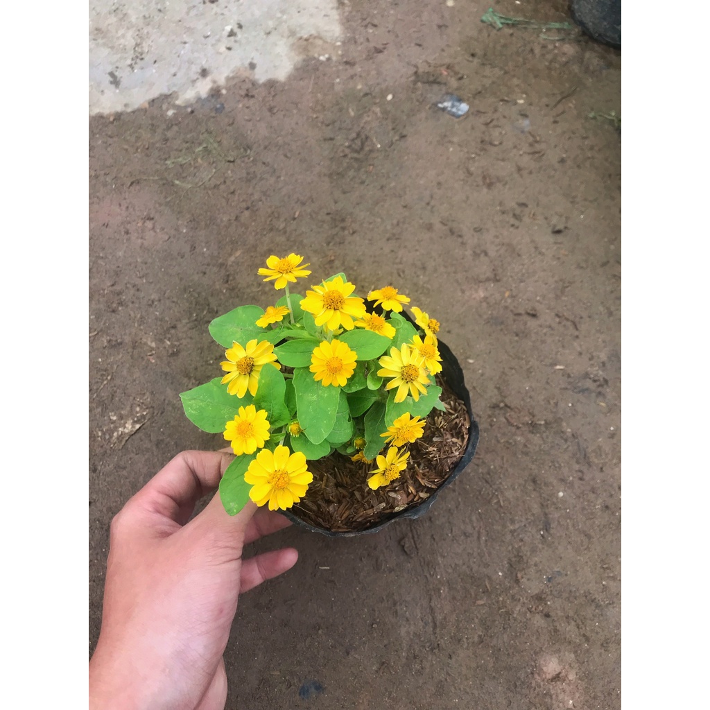 Cây hoa cúc mặt trời đã có hoa và nhiều nụ, cây cao 15 - 20cm có sức sống khỏe thích hợp trang trí sân vườn