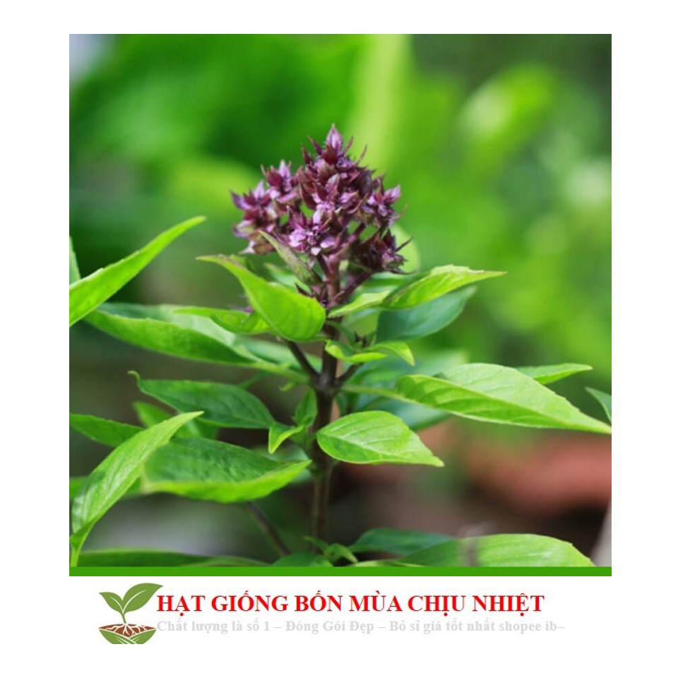 Gói 100 Hạt Giống Húng Quế (Ocimum basilicum