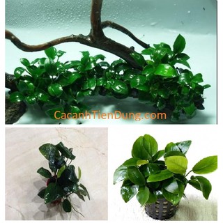 1 CHẬU CÂY RÁY LÁ NHỎ – CÂY THỦY SINH DỄ TRỒNG KHÔNG CẦN ĐẤT NỀN