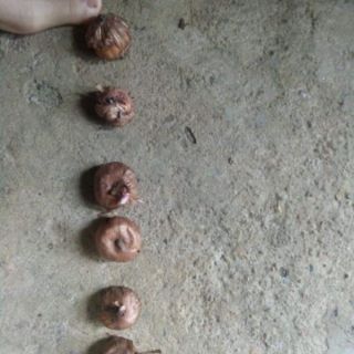 Hoa lay ơn  , hoa dơn