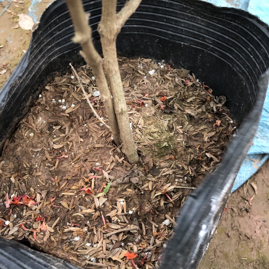 Cây ngũ sắc - ngũ sắc đứng cao 20cm màu vàng cam trang trí sân vườn tiểu cảnh hồ cá