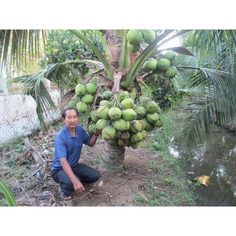 Cây dừa sáp đặc sản Cầu Kè- Trà Vinh