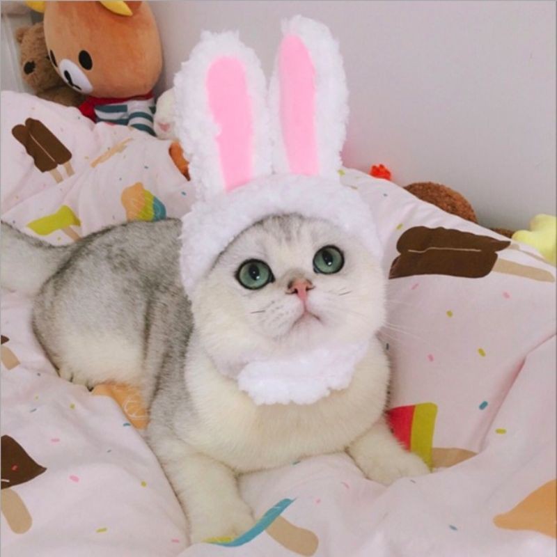 Nón Tai Thỏ Cute Dành Cho Boss
