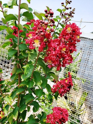 Cây tường vi màu đỏ