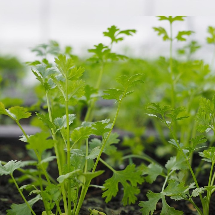 Đất Giá Thể Mùn Dừa TRỒNG RAU MẦM, THỦY CANH 2kg HAPI GREEN