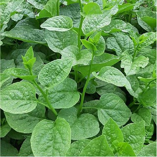Hạt giống rau mồng tơi xanh gói 20gram