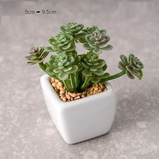 Chậu sen đá xương rồng mini