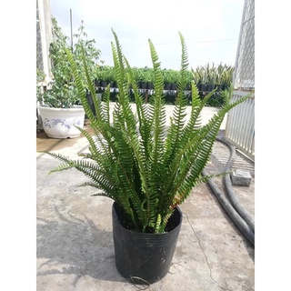 Cây dương xỉ tặng phân bón cho cây