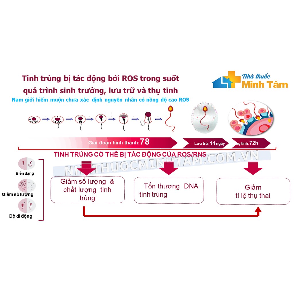 [Cao cấp] BỔ TlNH TRÙNG MAXVIR - Tăng số lượng - Giảm dị dạng - Tăng độ di động tinh trùng - Tăng khả năng thụ thai