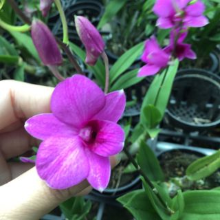 Denro mini chậu lớn đang nụ
