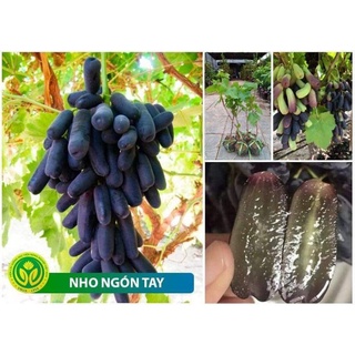 2 CÂY NHO MÓNG TAY ĐEN