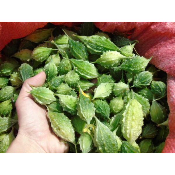 Mướp đắng rừng (1kg) Khổ qua rừng sấy khô thơm nức, cam kết chất lượng