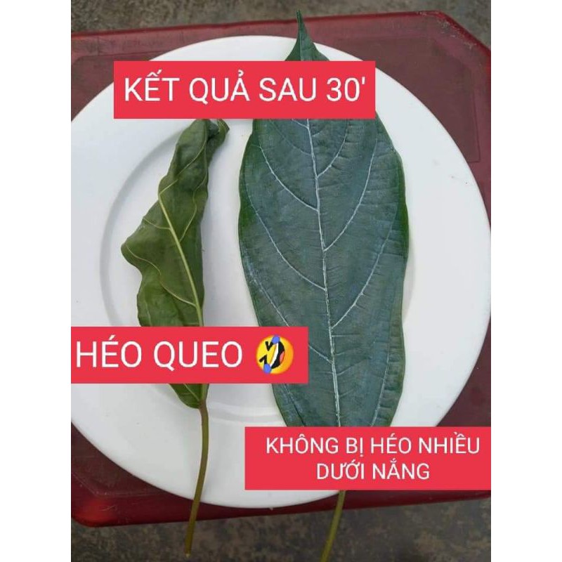 Kem chống nắng MULTI SUN CREAM SPF 50+, PA+++