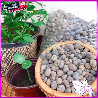Phân Dê ⚜️FREESHIP⚜️ Đã Xử Lý Nấm - Chuyên Bón Lan Và Cây Trồng Cực Tốt [ Túi 500G ]