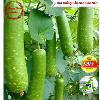 Hạt giống bầu sao lai f1 2gr