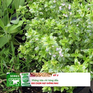 100h Hạt Giống Cỏ Xạ Hương Thyme
