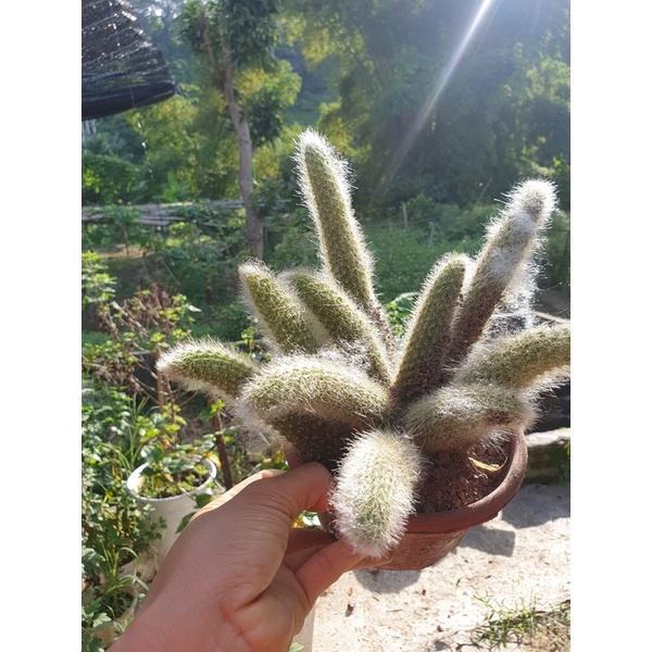 XƯƠNG RỒNG HỒ LY LÔNG NGẮN