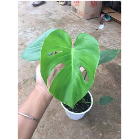 Cây giống trầu bà Nam Mỹ lá xẻ Monstera Deliciosa - cây phong thủy nội thất sân vườn-UtNho