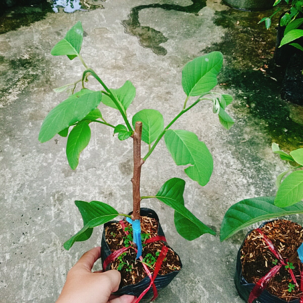 Cây Na thái - Na Xiêm - cho trái siêu to khổng lồ