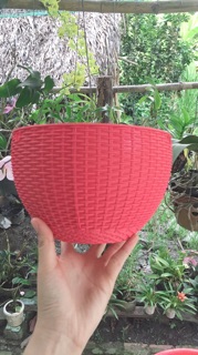 Chậu treo mây