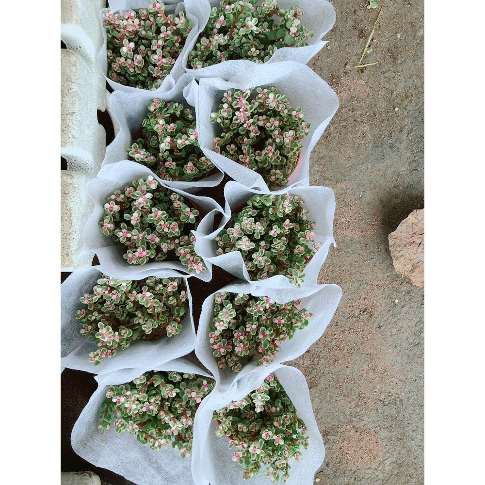 Đô La Hồng Kèm Chậu Sứ