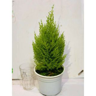Cây Tùng Thơm loại trung ( đã bật hỏa tốc )