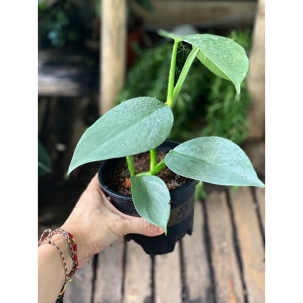 Cây Philodendron hastatum Silver Sword (Trầu Bà Kiếm Bạc) size lớn chậu nhựa nhiều nodes để nhân giống