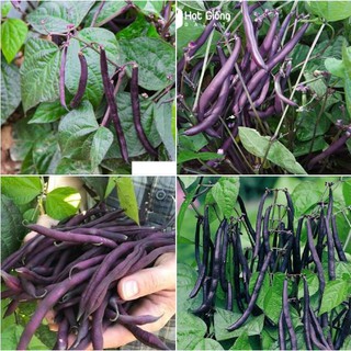 3Gram Hạt giống đậu cô ve tím F1