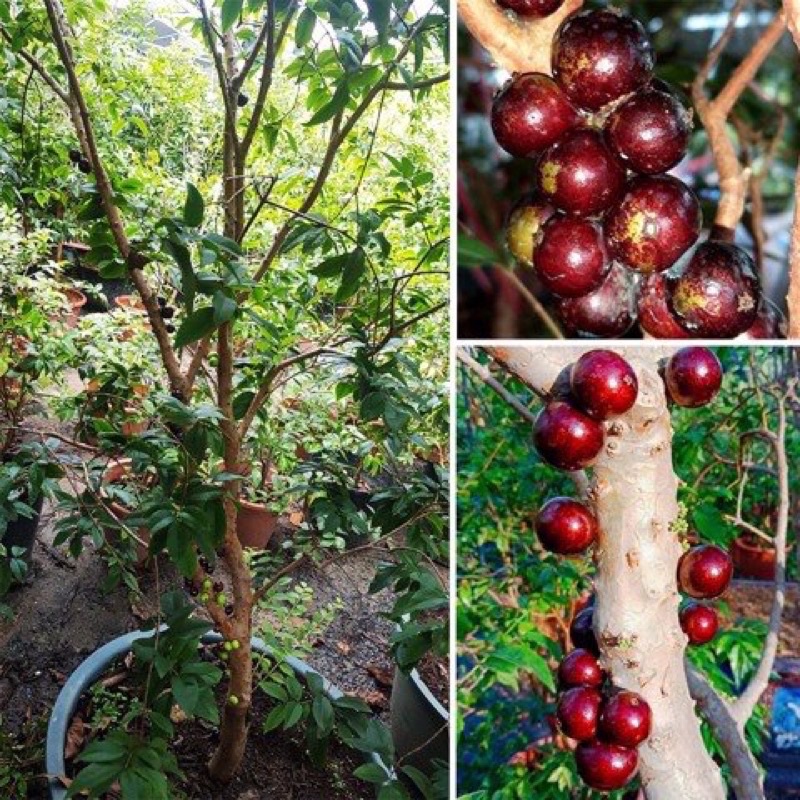 Nho thân gỗ 12 vụ