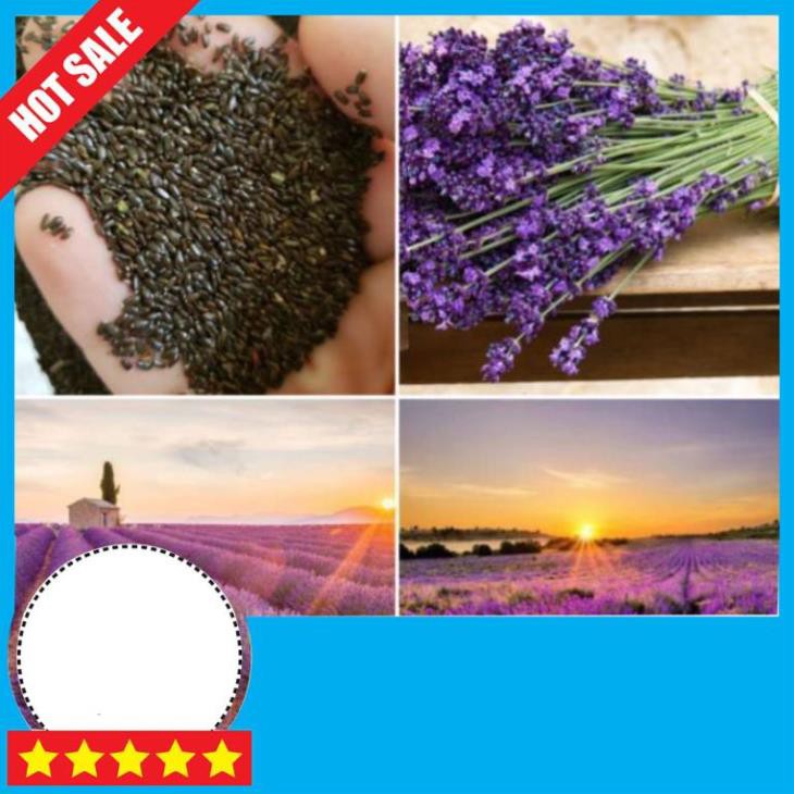 Hạt giống hoa Oải Hương (Lavender)- 🔆GIÁ GỐC🔆Hoa thơm hơn nước hoa