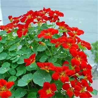 10 Hạt giống hoa sen cạn