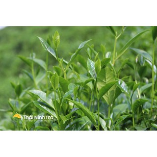 Trà búp Thái Nguyên 200gr