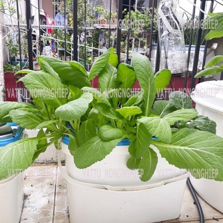 Bộ 2 thùng trồng rau ăn lá thủy canh- tặng 2 hủ dinh dưỡng SẠCH -AN TOÀN+ viên nén ươm hạt