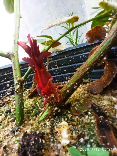 MAMSUNG kích chồi cây hồng