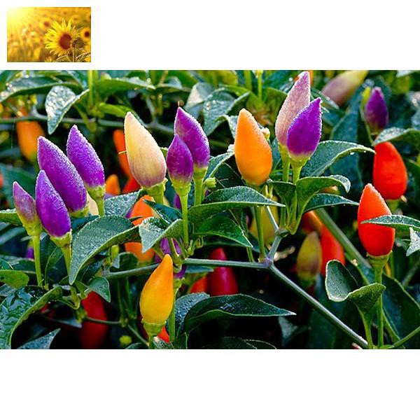 Hạt Giống Ớt Ngũ Sắc  - Giàu Vitamin,Thơm Ngon - MUA 3 TẶNG 1 CÙNG LOẠI