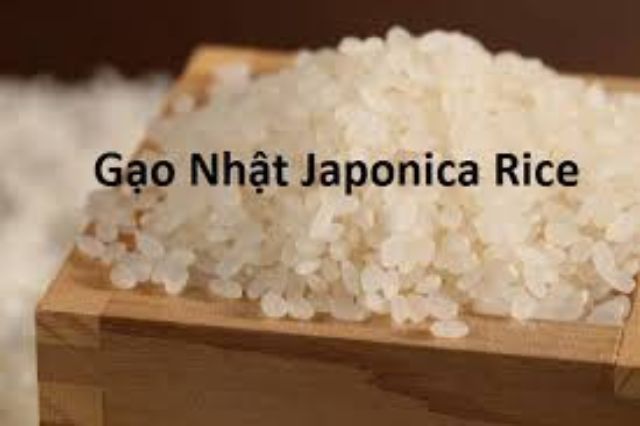[Mã 229FMCGSALE giảm 8% đơn 500K] Gạo sạch gạo Nhật Japonica bịch 5kg - HẠT DẺO MỀM THƠM NGON luôn mới