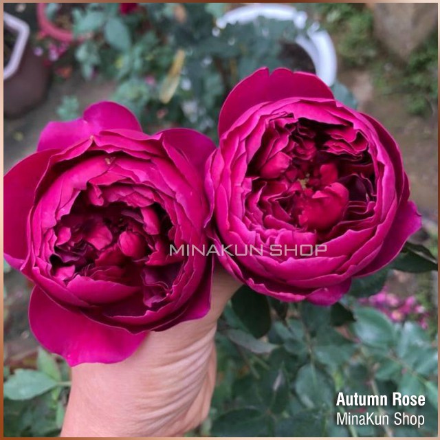 Hoa hồng ngoại Autumn cực thơm MinaKun Shop