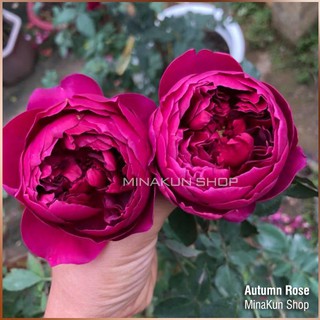 Hoa hồng ngoại Autumn cực thơm MinaKun Shop